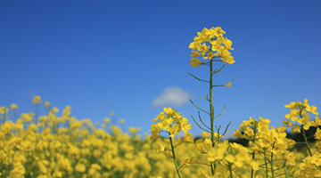 BLOG: By David Whyte - Flea Beetle & Drought Drive Down OSR Area and Production