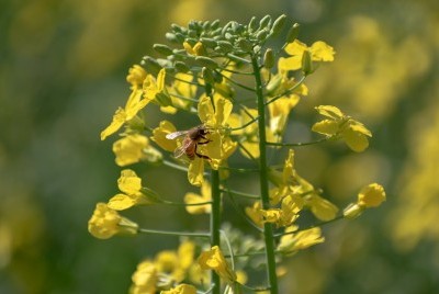 OSR Reboot: A Lifeline for pollinators image