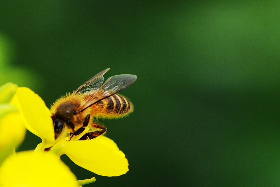 Oilseed Rape Fields Decline by two thirds image