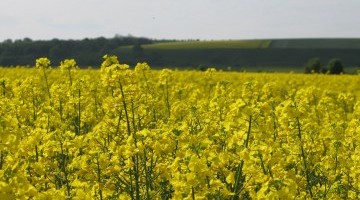 OSR Yields on the rise in Southern Counties