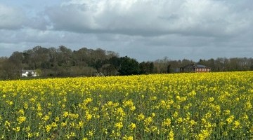 OSR Late Sowing